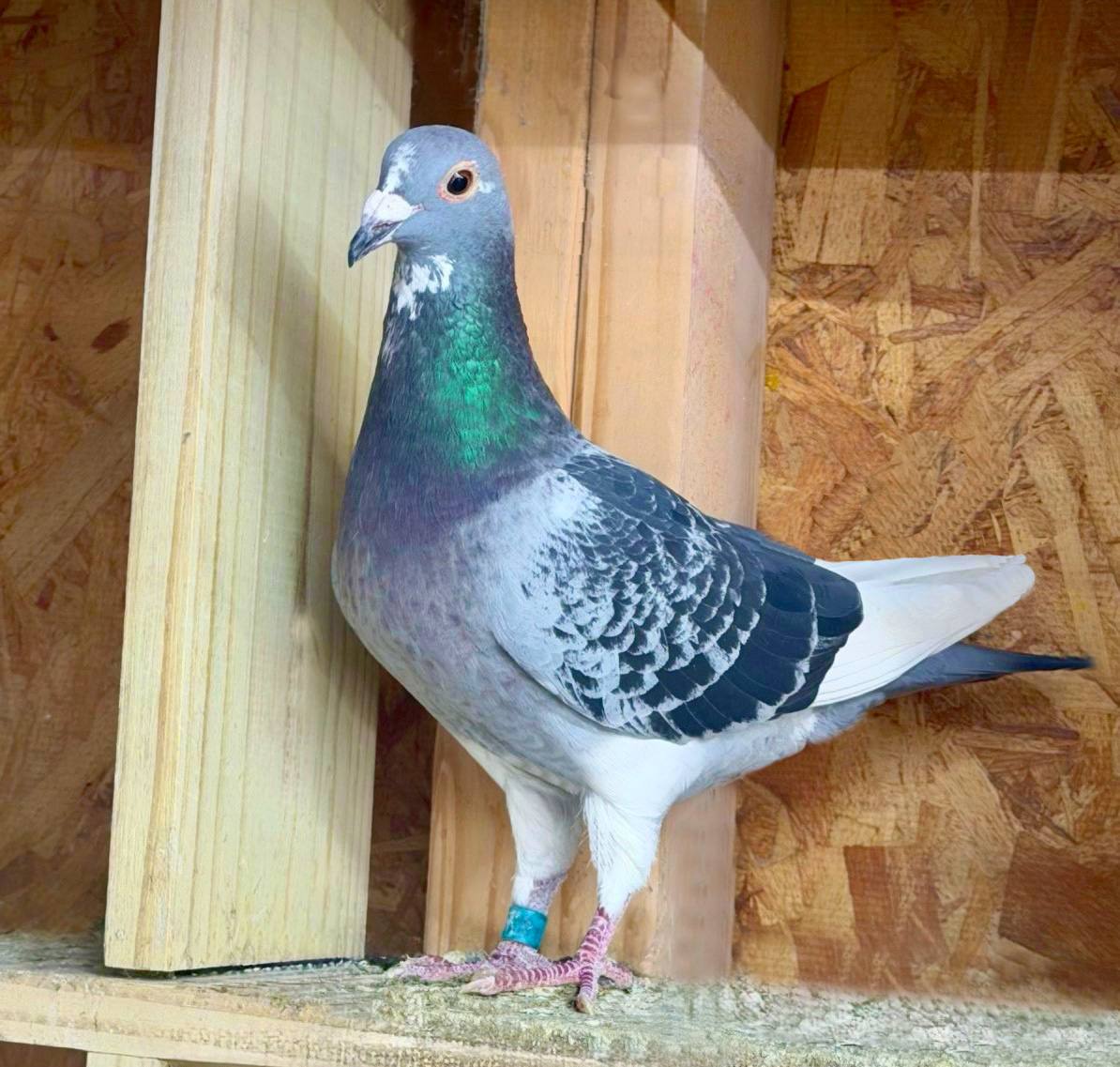 Parents are both winners in OLR!!!