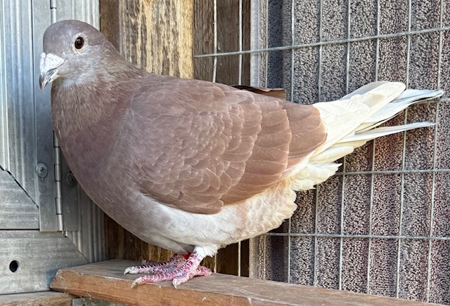 IF-2020-BB-1635 RED GURNAY HEN