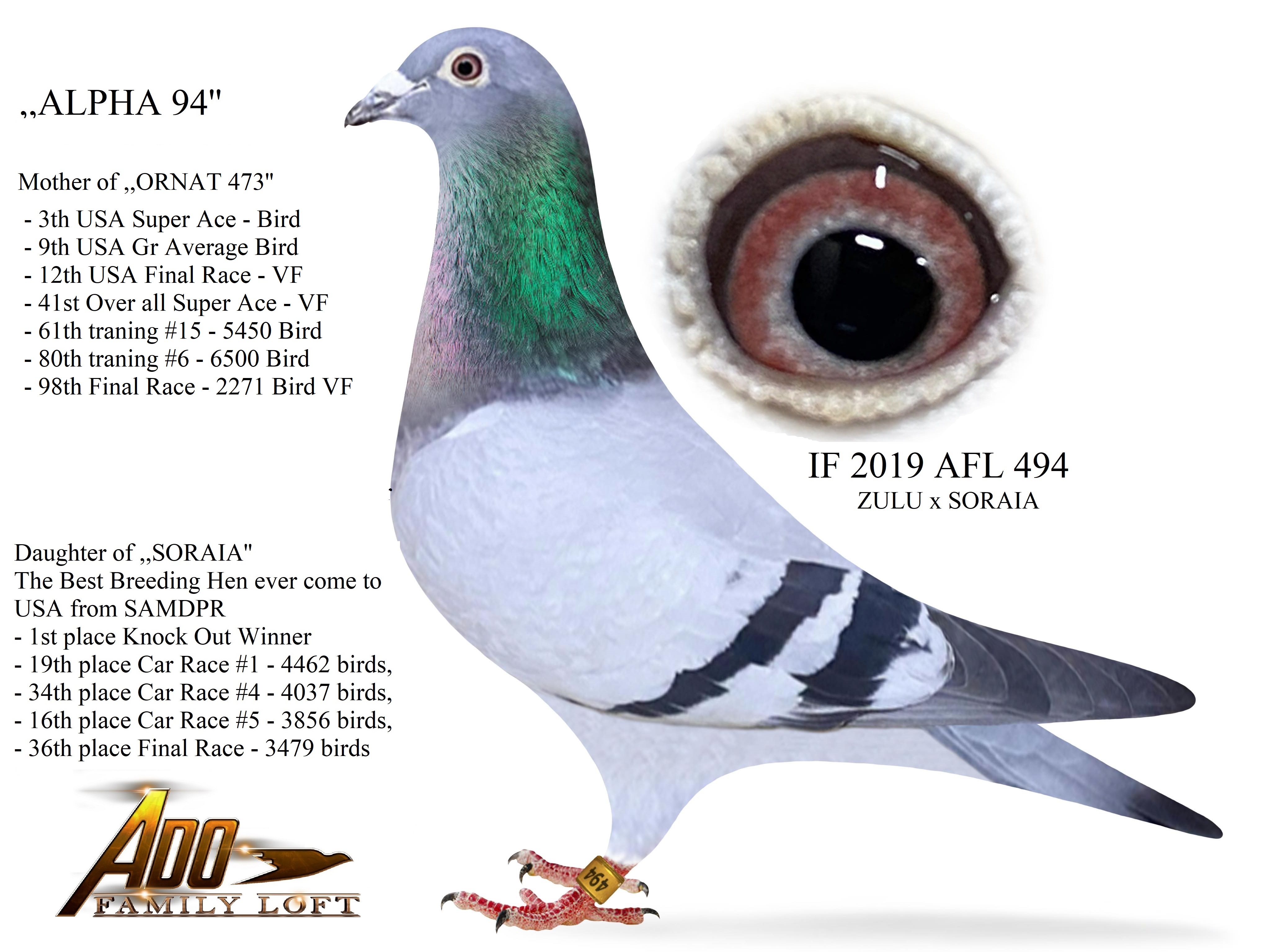 iPigeon.com - Racing Pigeon Auction