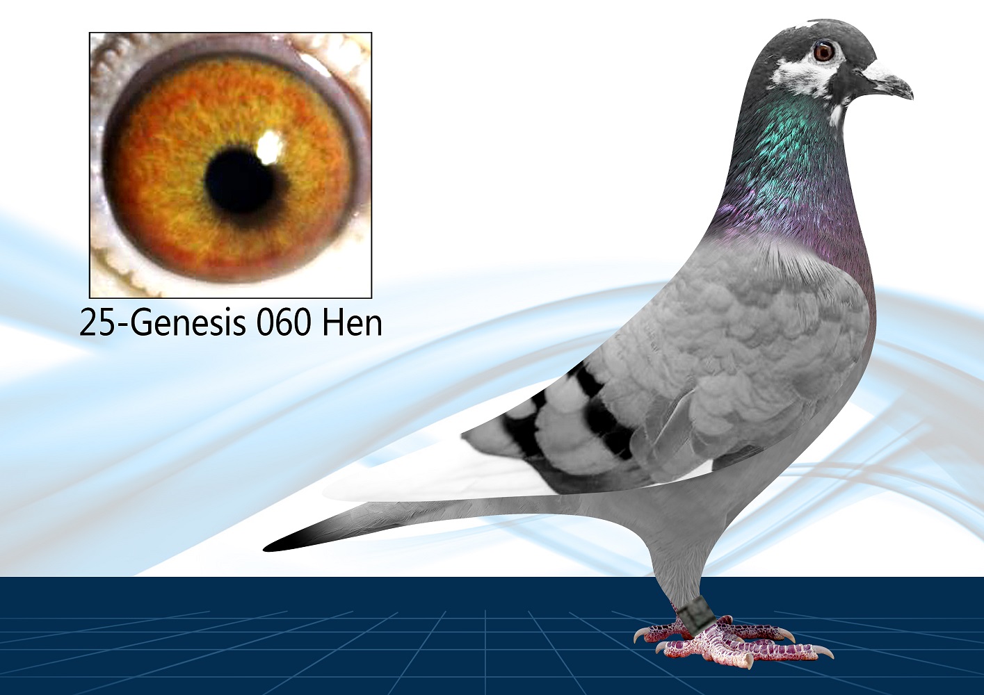 25-060(Hen) Inbred Surebet