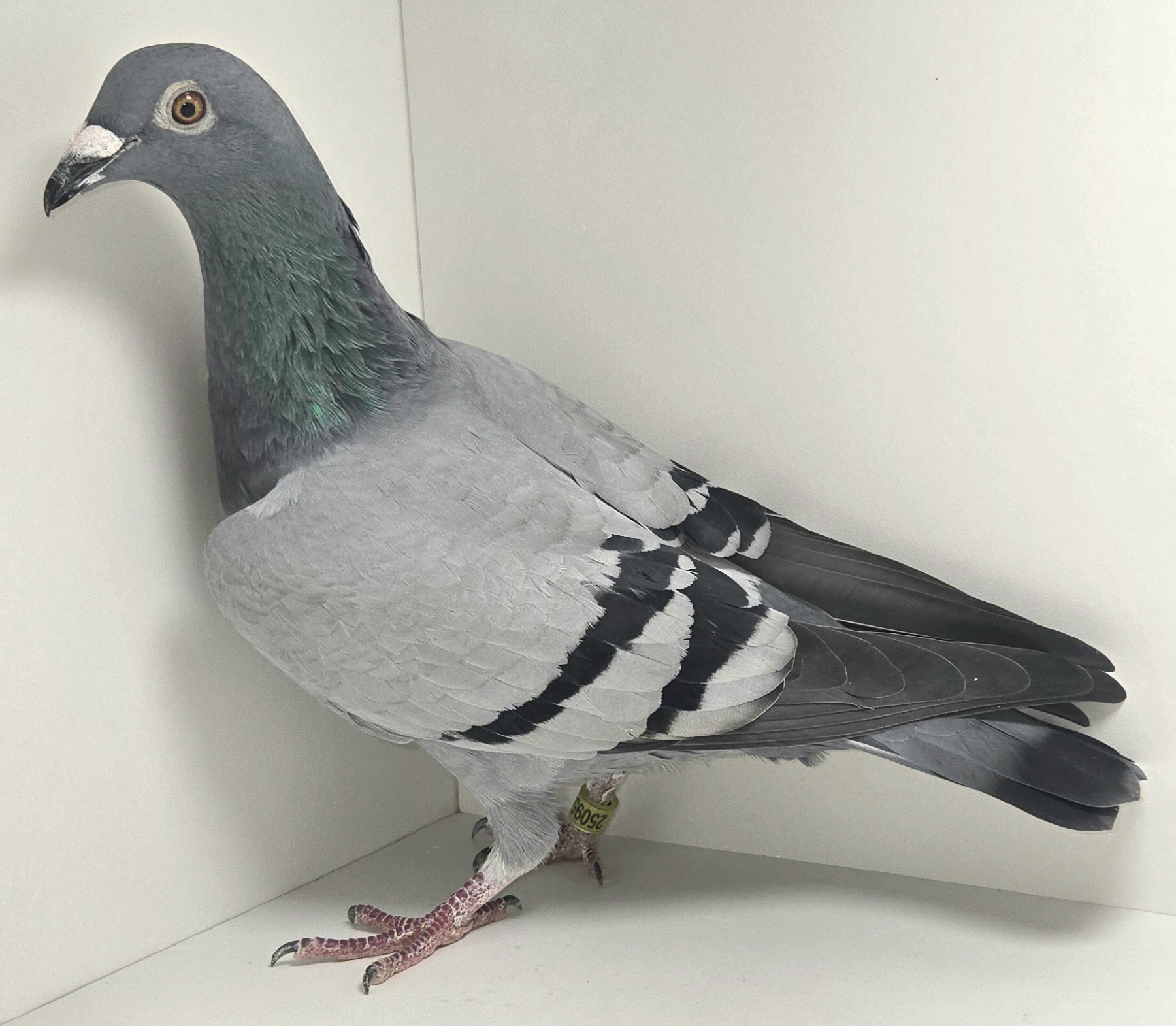 PEACH-25095-25 BB Hen