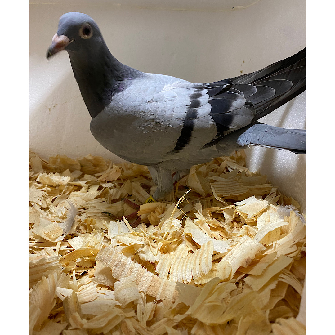 iPigeon.com - Racing Pigeon Auction