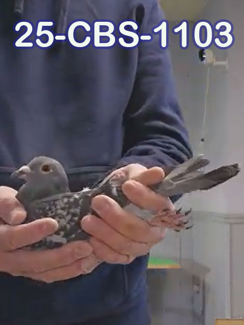 25-CBS-1103 Blue check hen.