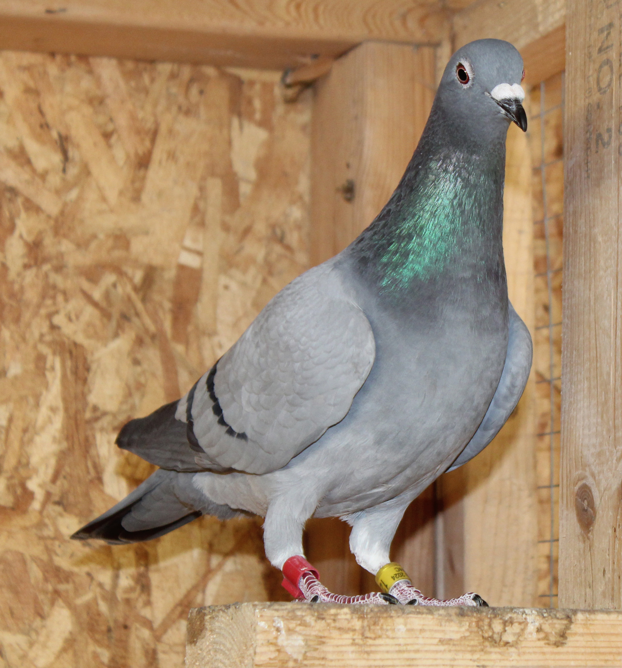 Full sister to 27th AU National Ace YB