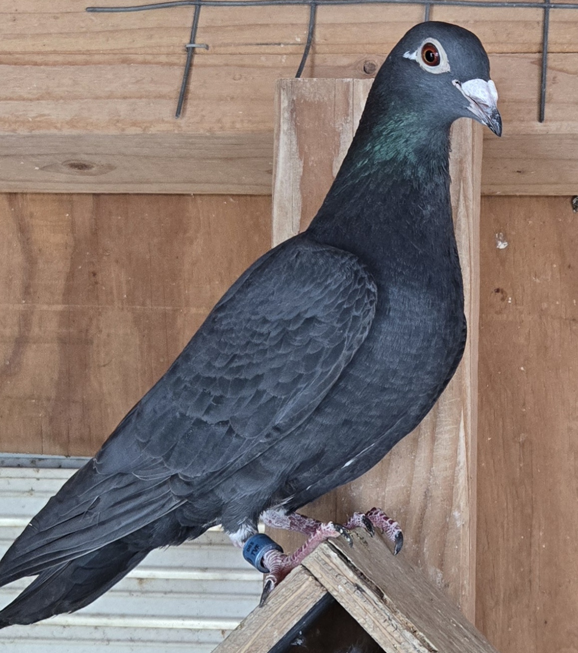 IF-25-600 Black Splash Hen