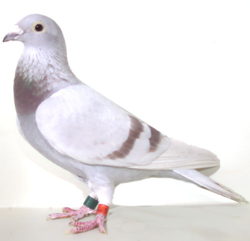 AU 21 SKY 270 SILVER HEN