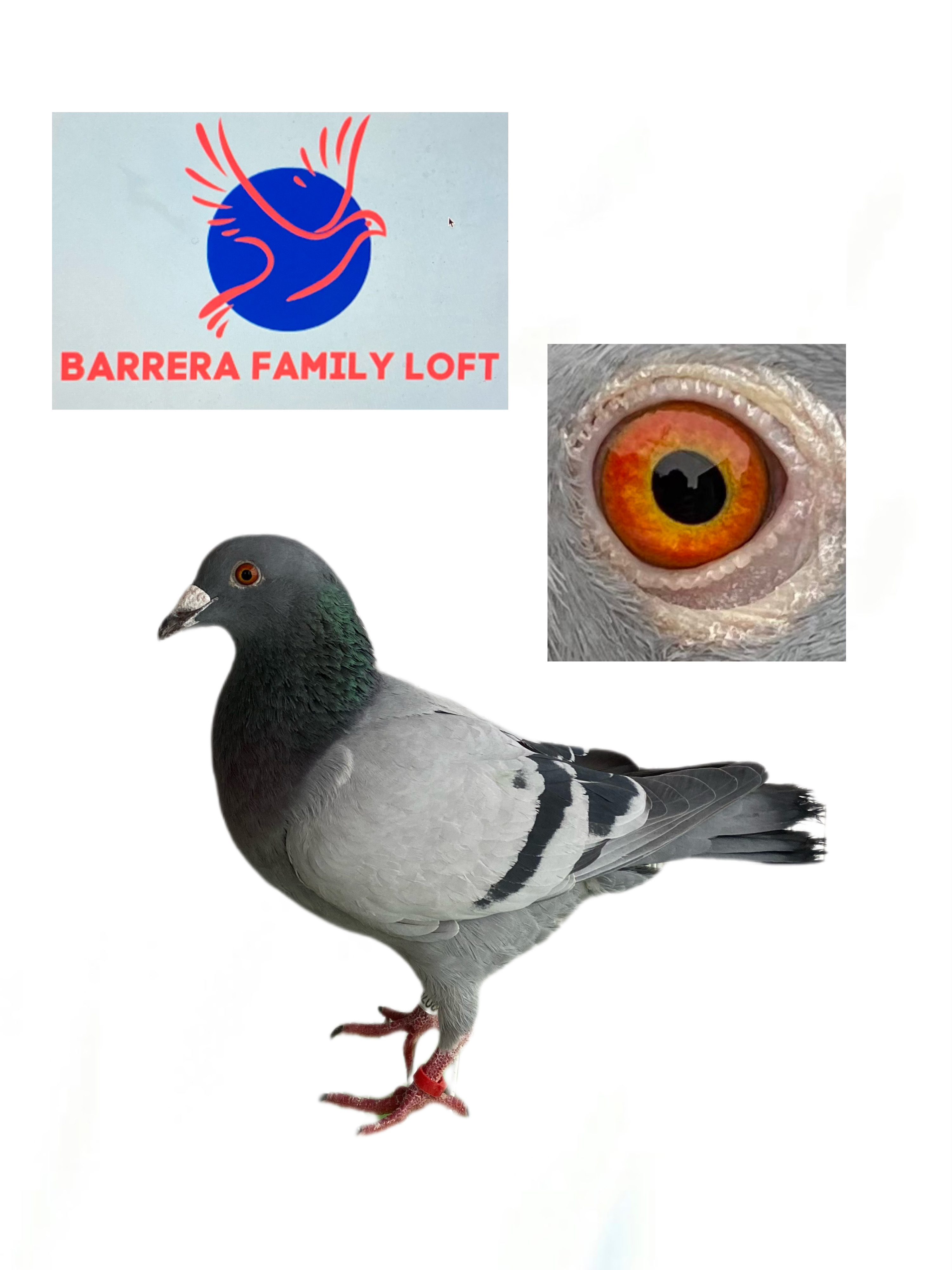 iPigeon.com - Racing Pigeon Auction