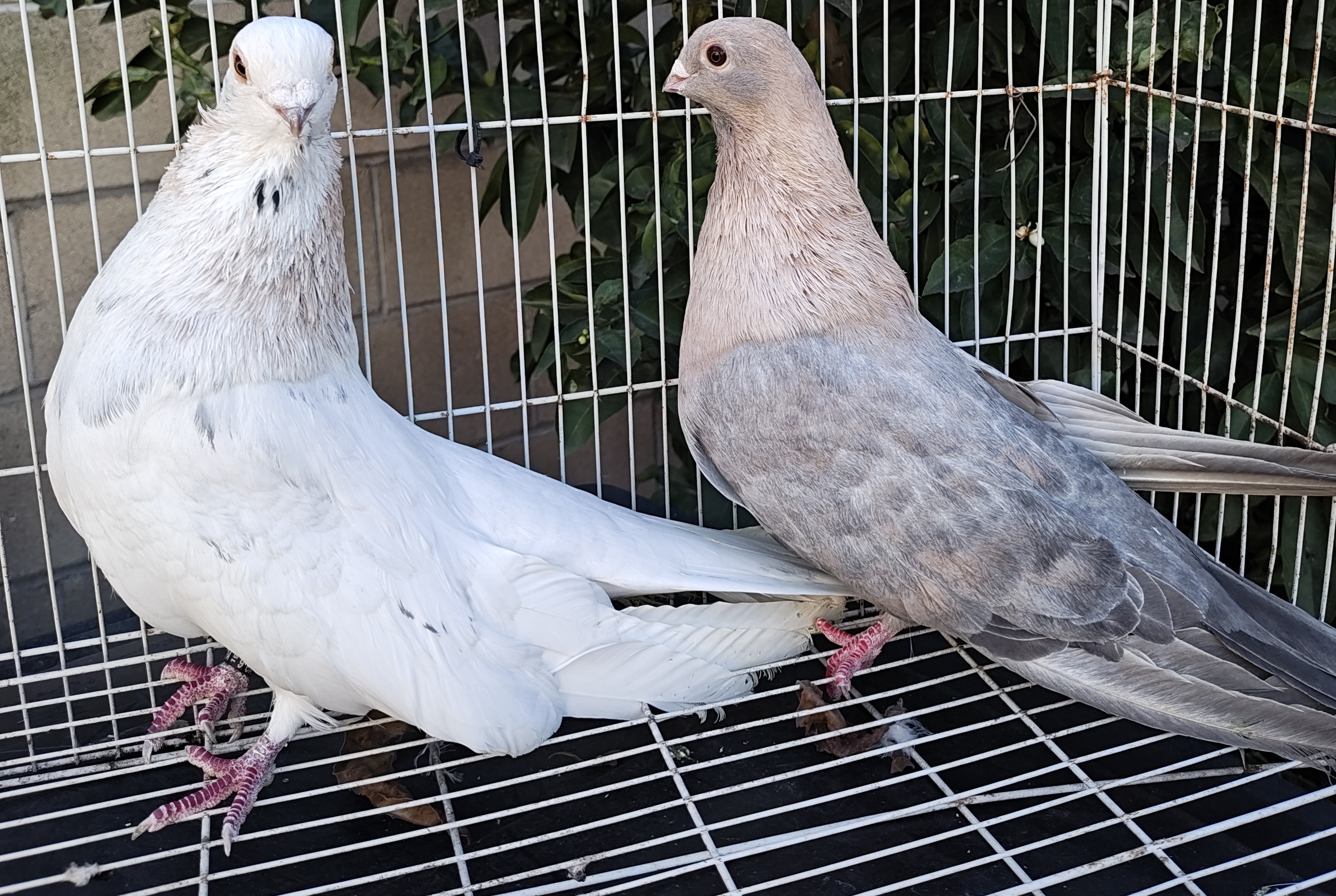 Egyptian Swift Pigeon Couple