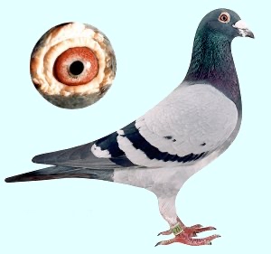 Preview Image 5