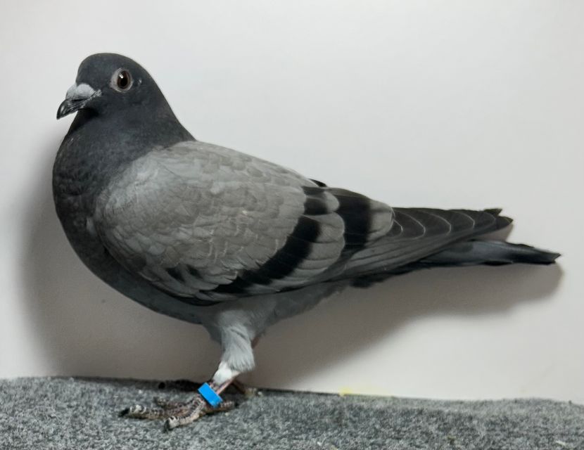 2632 WICK AU 2026 BBTK