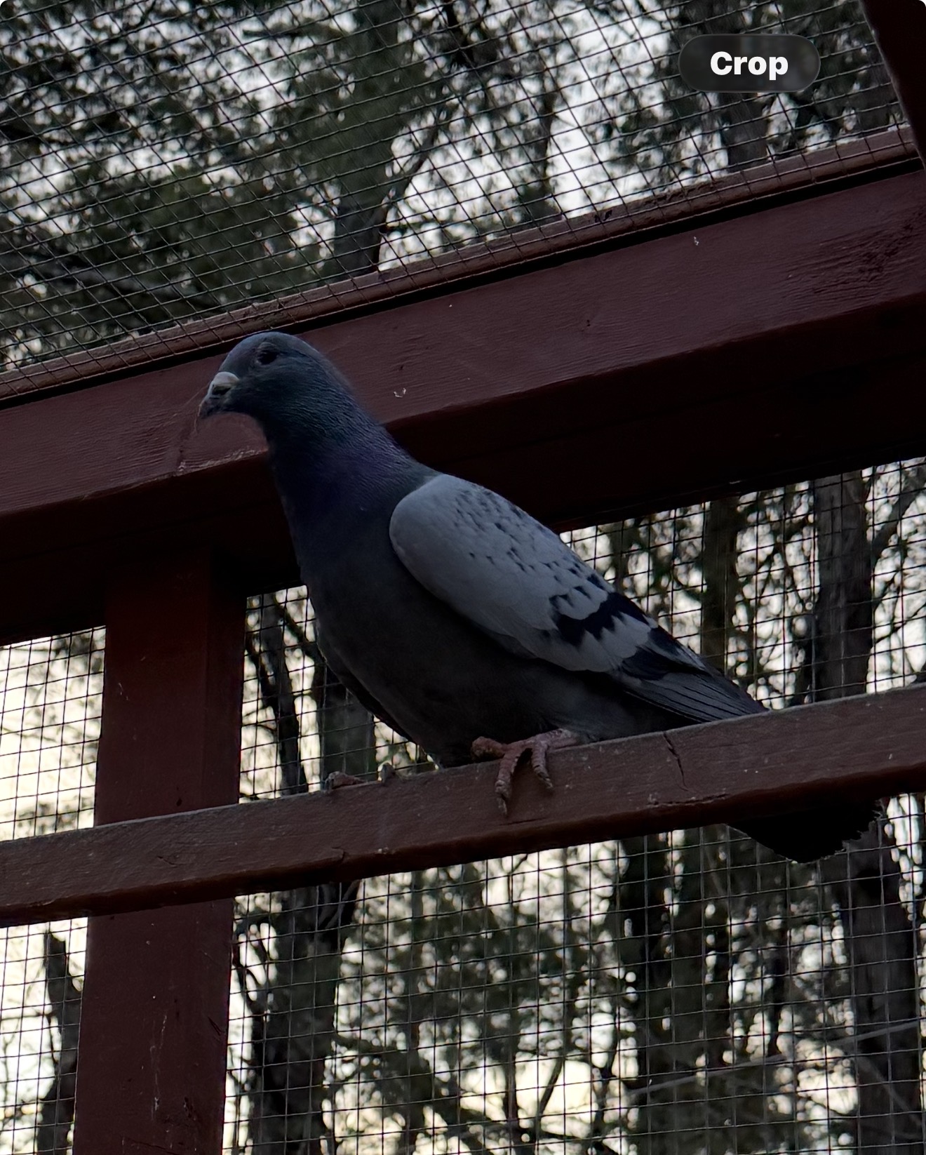 2025 cock  inbred Porsche / harry 