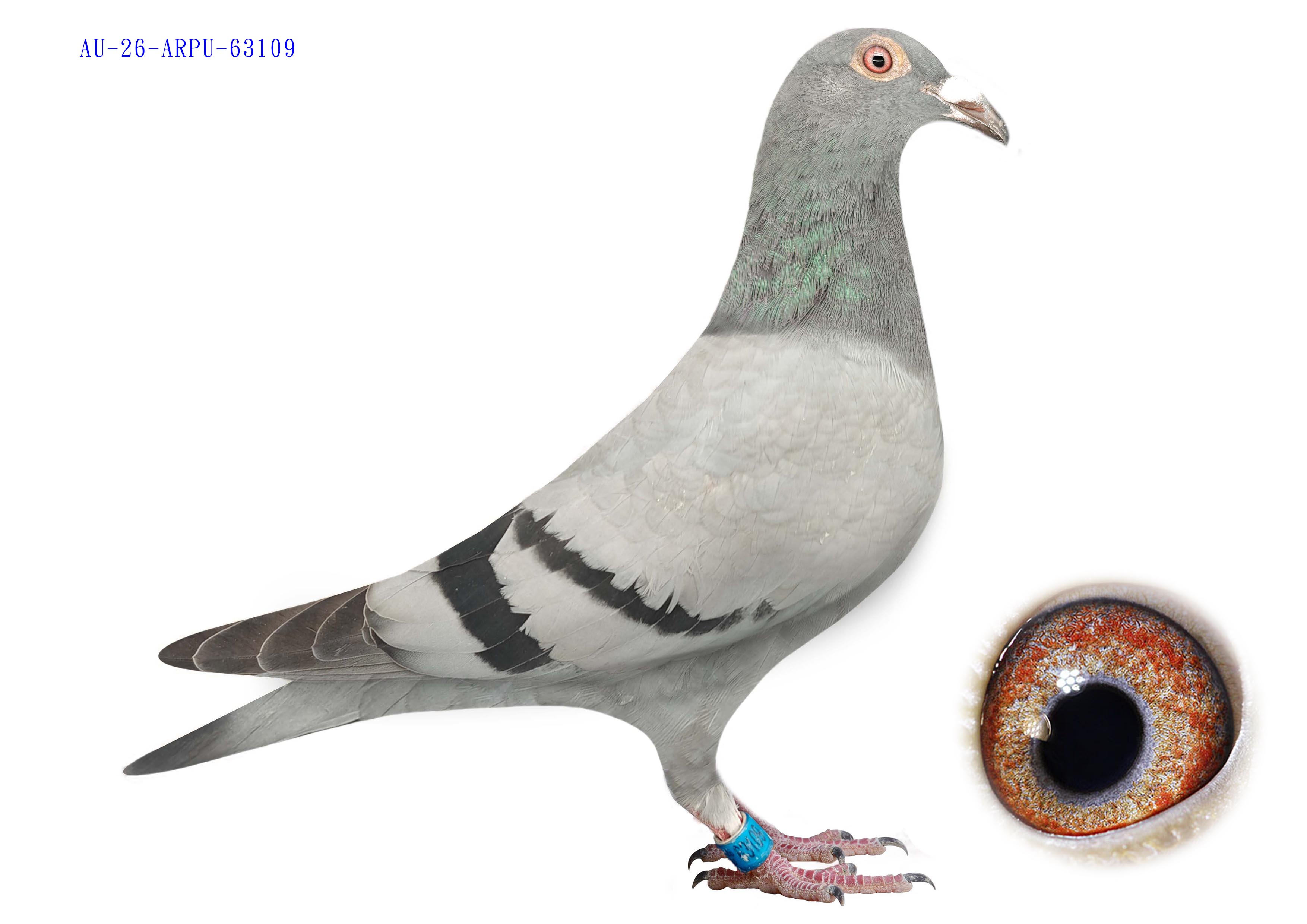 100% Janssen Brothers  AU-26-ARPU-63109 Cock 