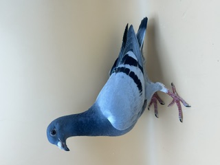 26-ARPU-90706 Blue Cock 
