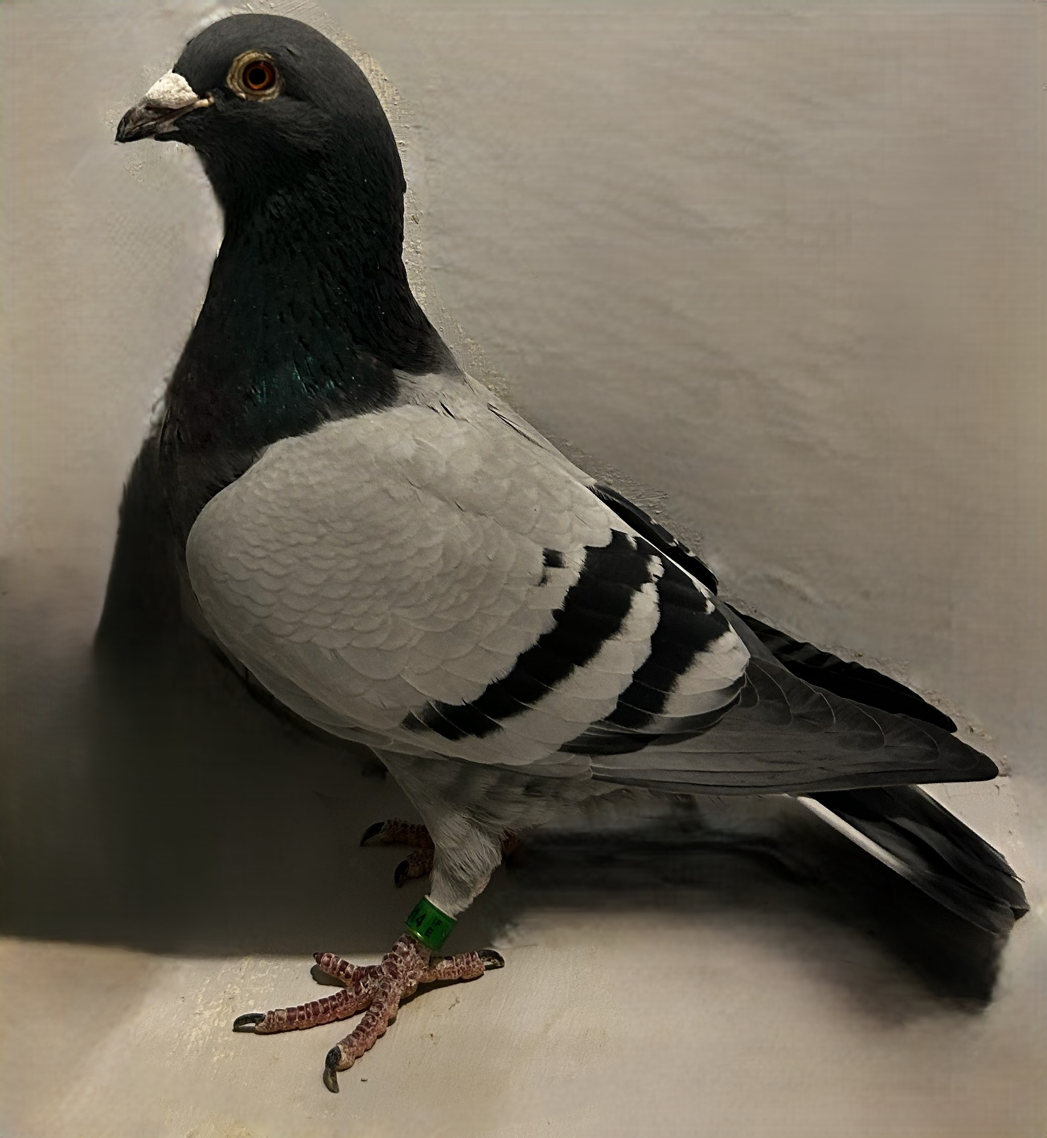 2022 E 3914 Russell and African Heat BB Cock