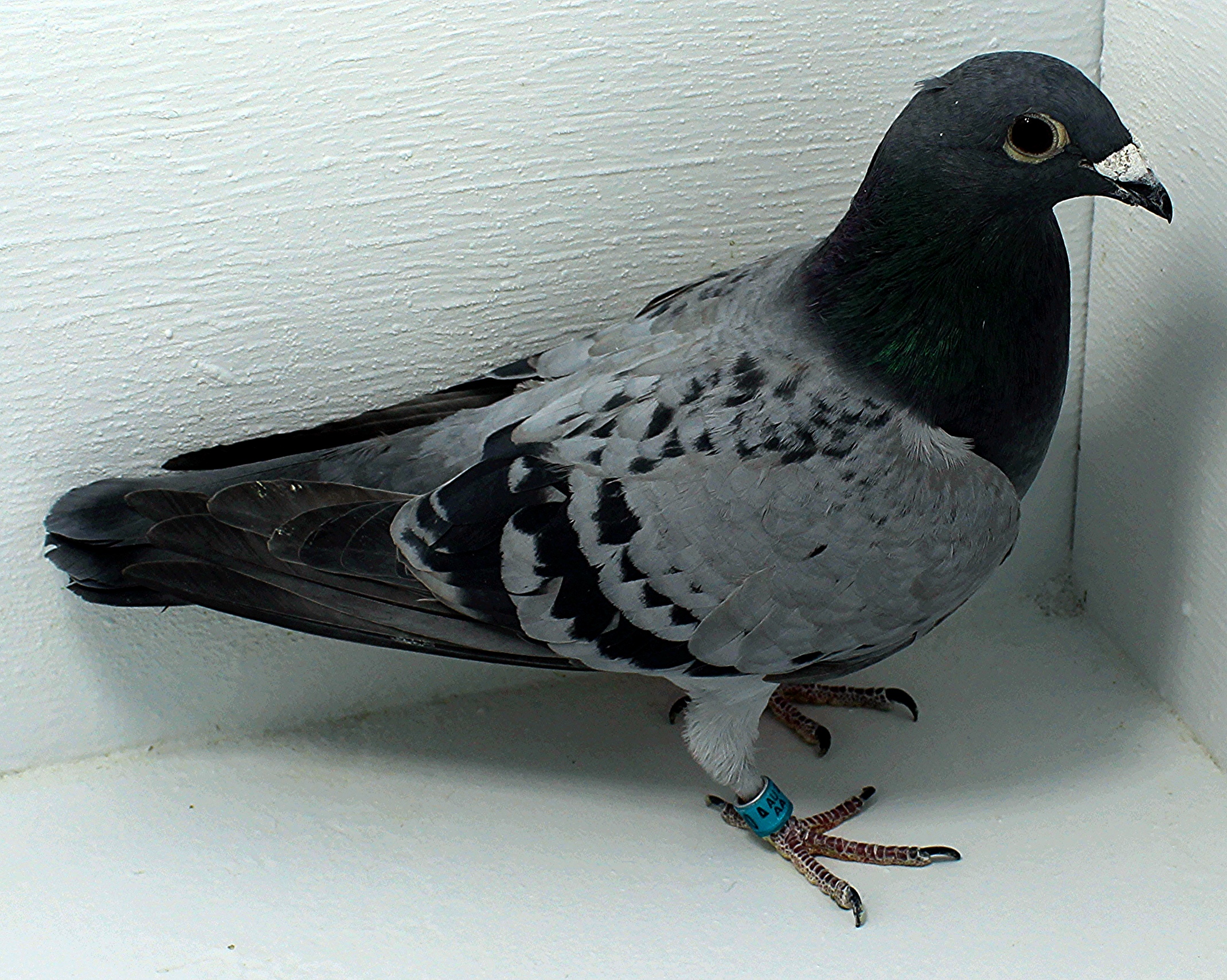 AU 41500 AA 2025 Pure Paul Sion