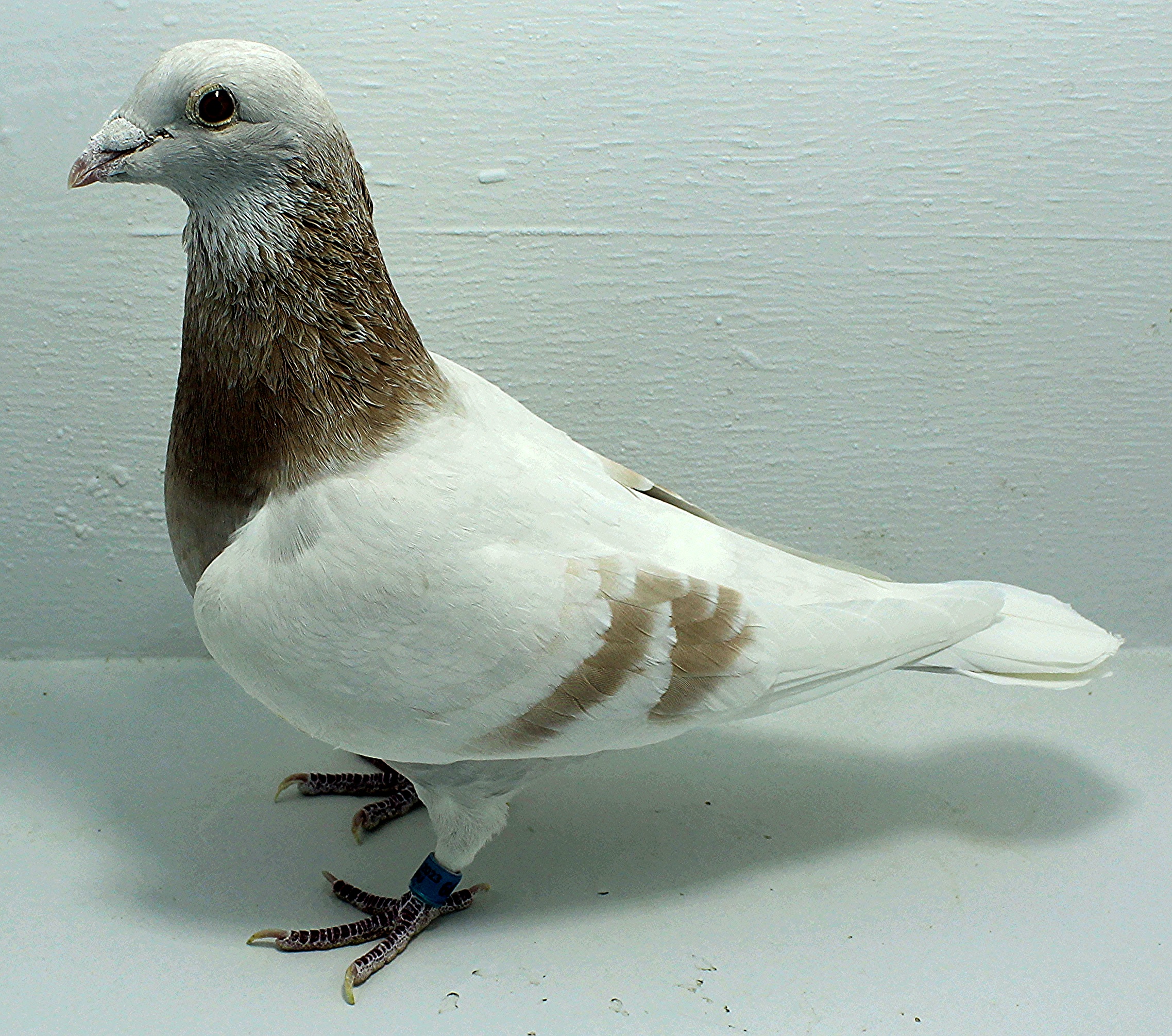 AU 6682 AA 2023 Yellow Bar