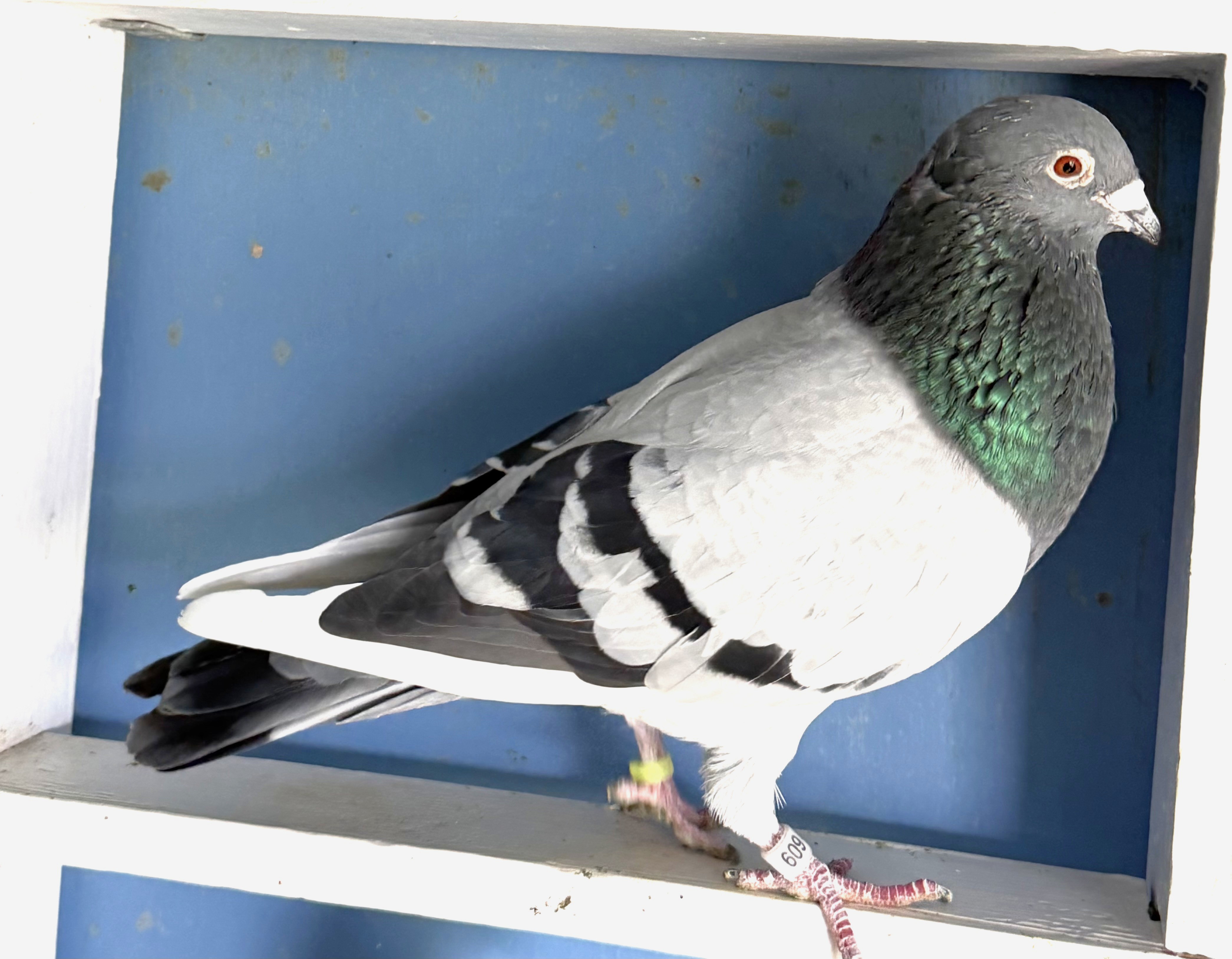 Crazy Al Figo x Hackemer Figo/Vandenabeele - Proven Breeder