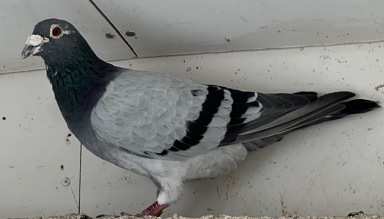NL 19-1467242 cock 