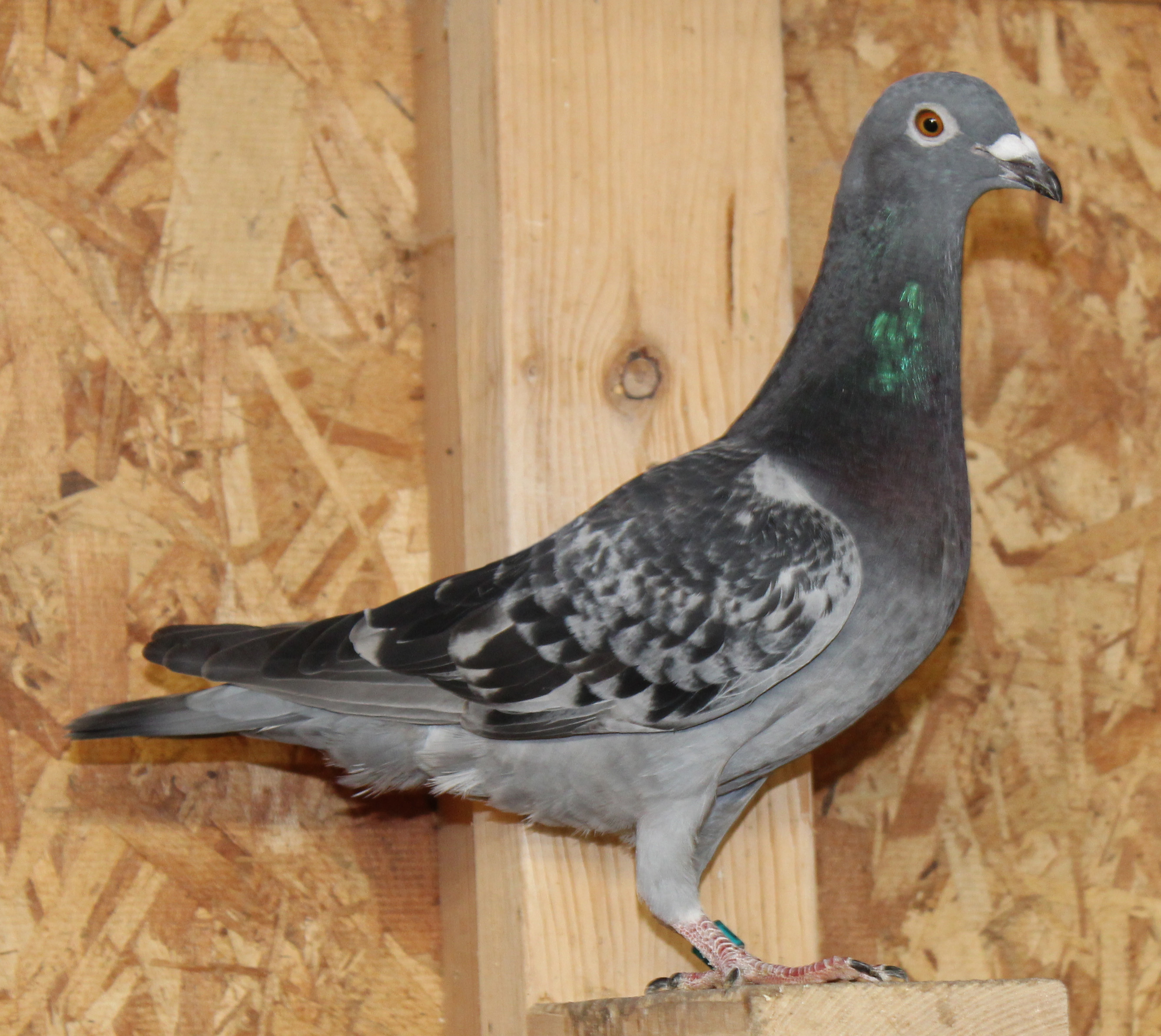 Direct son of Dam to 4th AU National Ace Pigeon YB