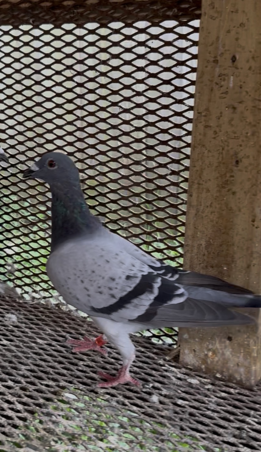 Preview Image 2