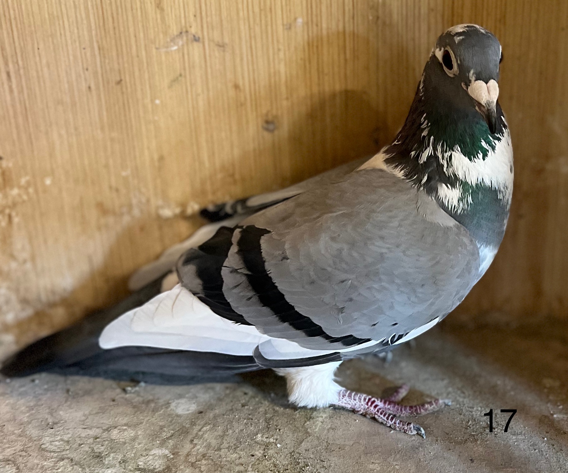 Hofken/Houben Hen flown to 400 miles