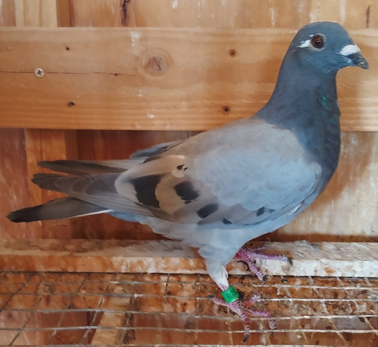 AU 26 JEDDS 19276 Blue Bar Hen
INBRED ROCKET
