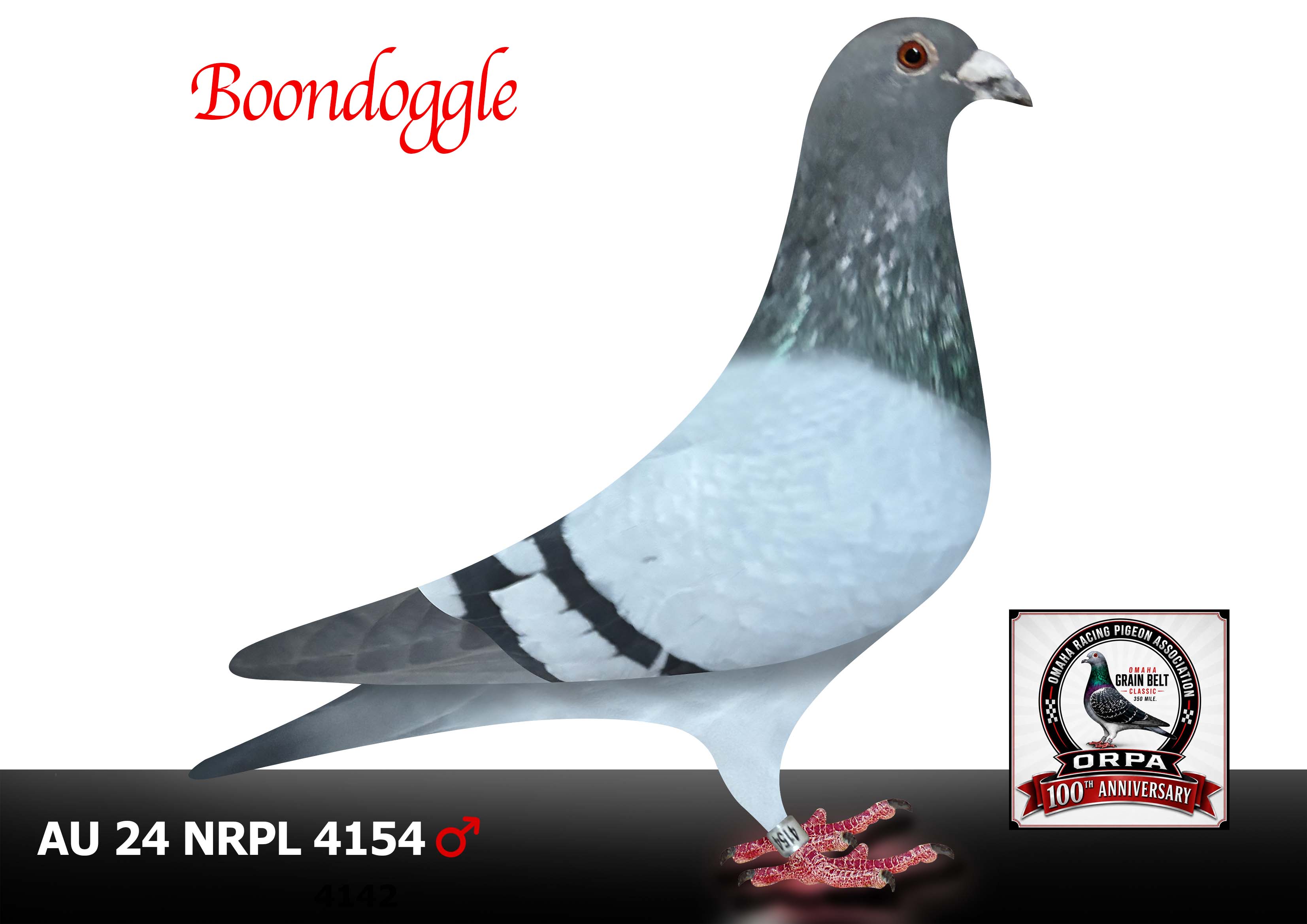 AU 24 NRPL 4154 Cock