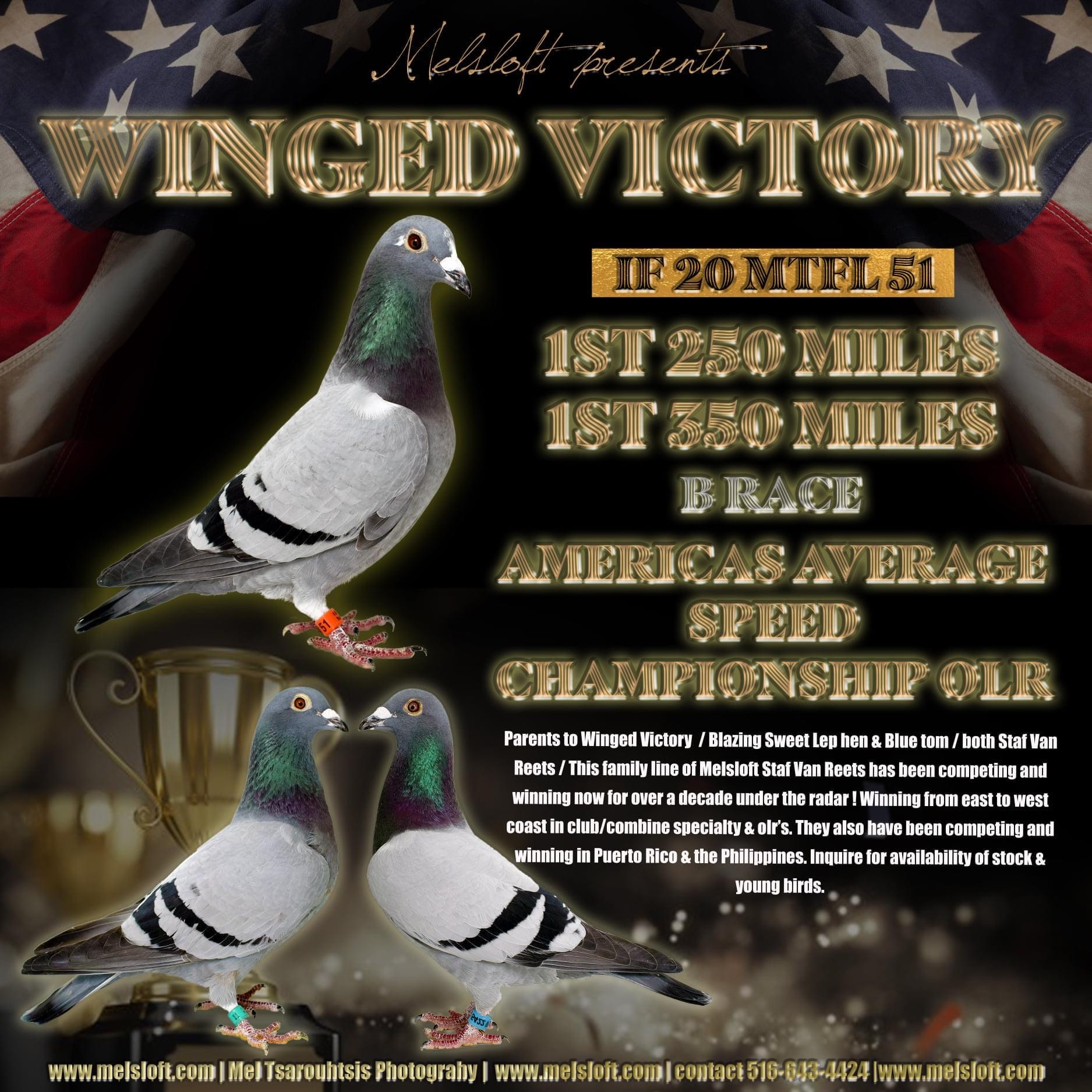 iPigeon.com - Racing Pigeon Auction