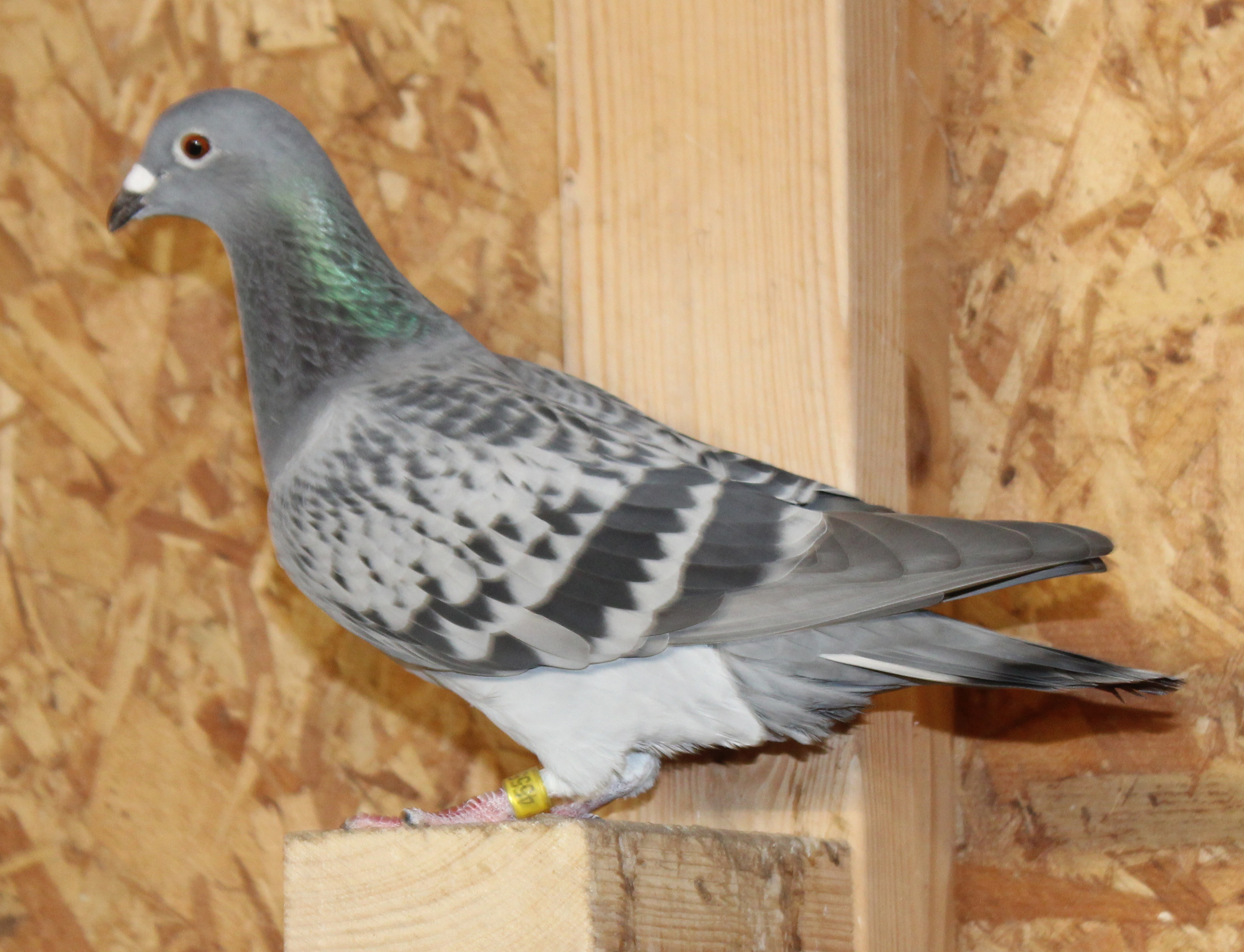 Bred from Super Concourse birds