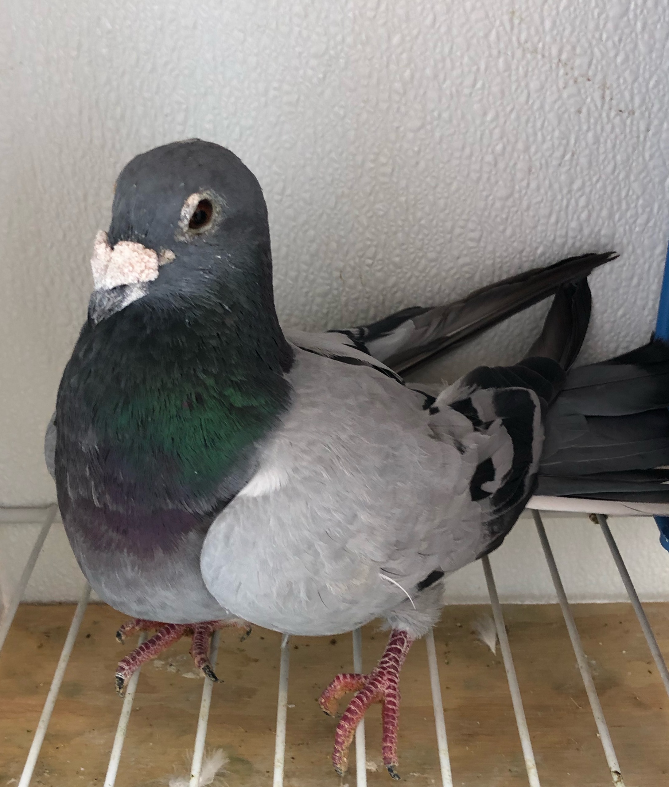 iPigeon.com - Racing Pigeon Auction