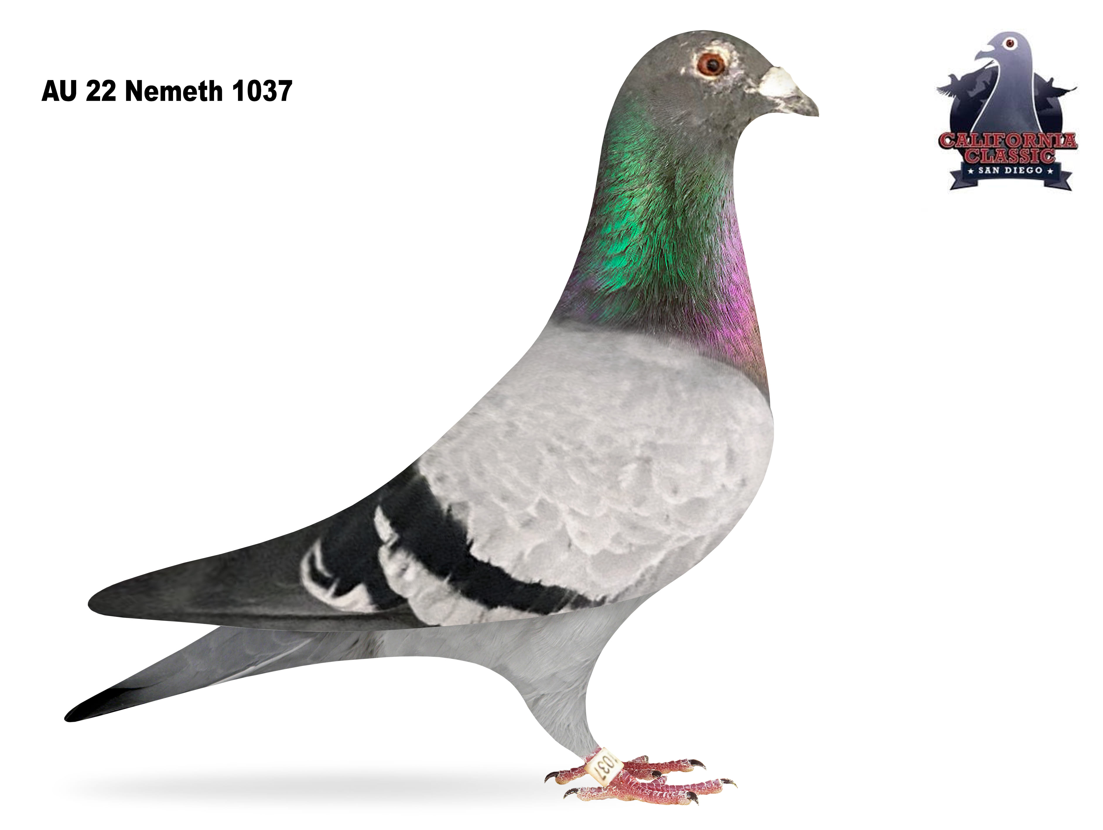 Lot 50. 2022 Nemeth 1037 Cock