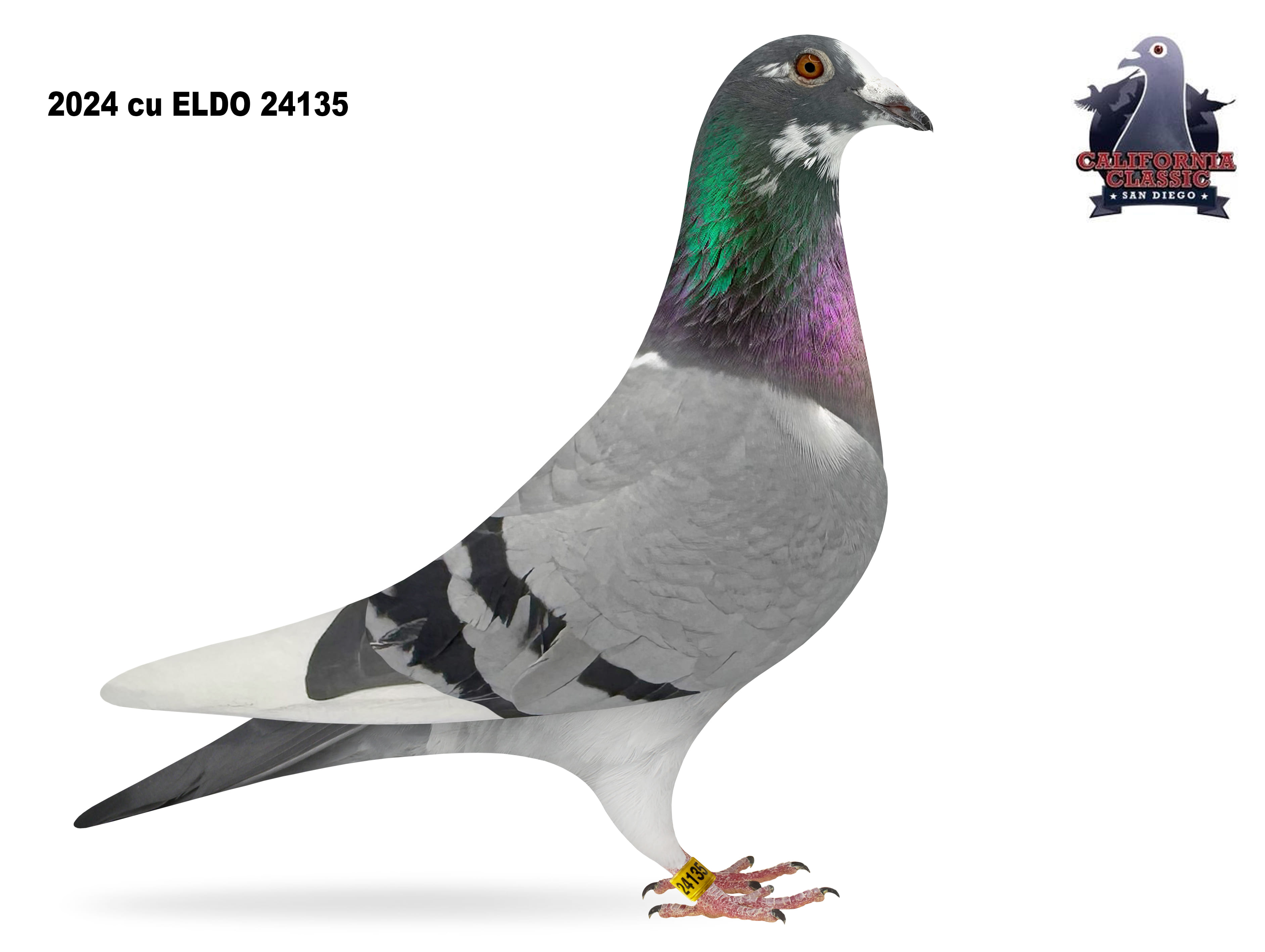 Lot 7. 2024 ELDO 24135 Hen 