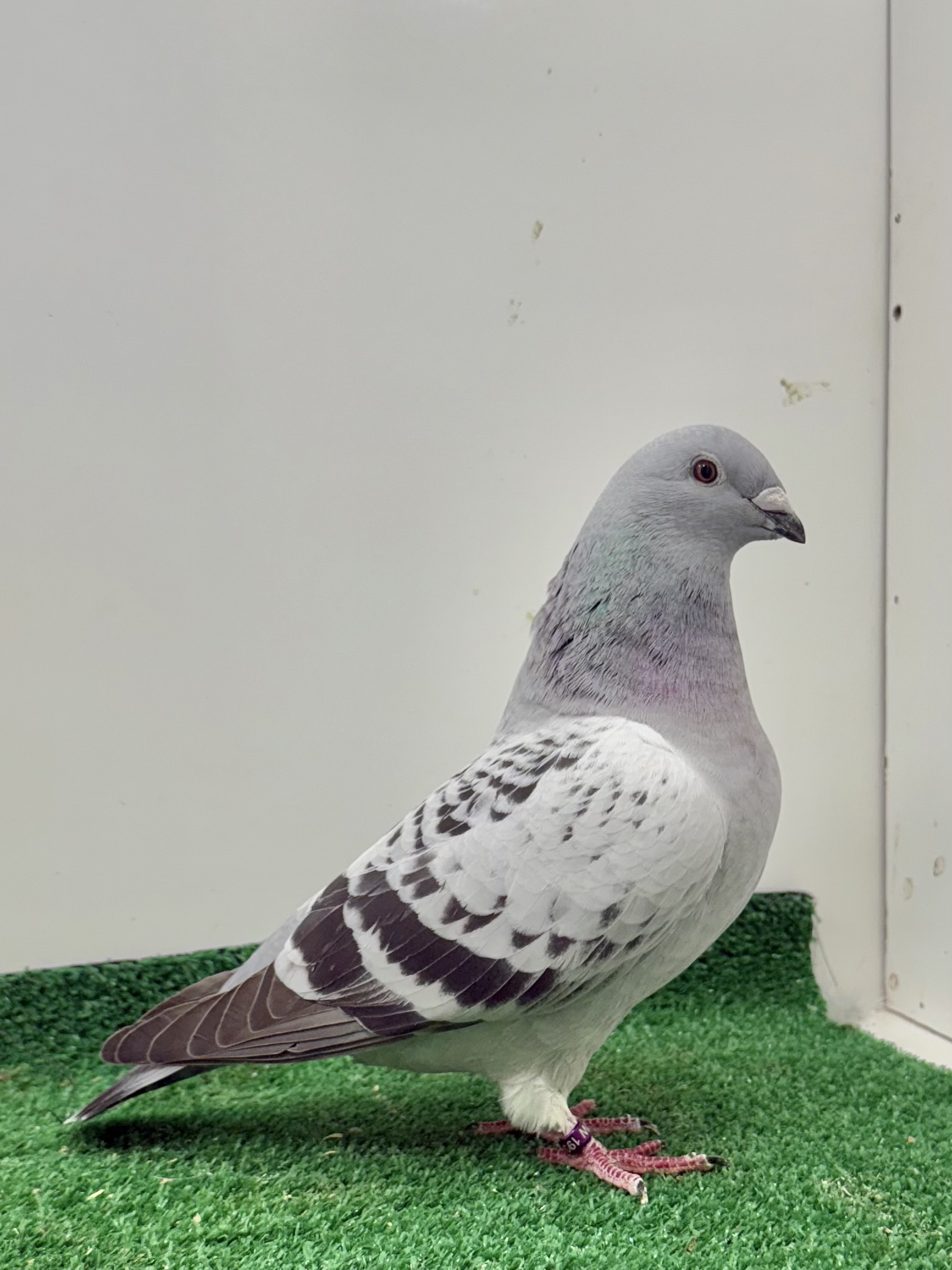 Blue check hen Hand blood 