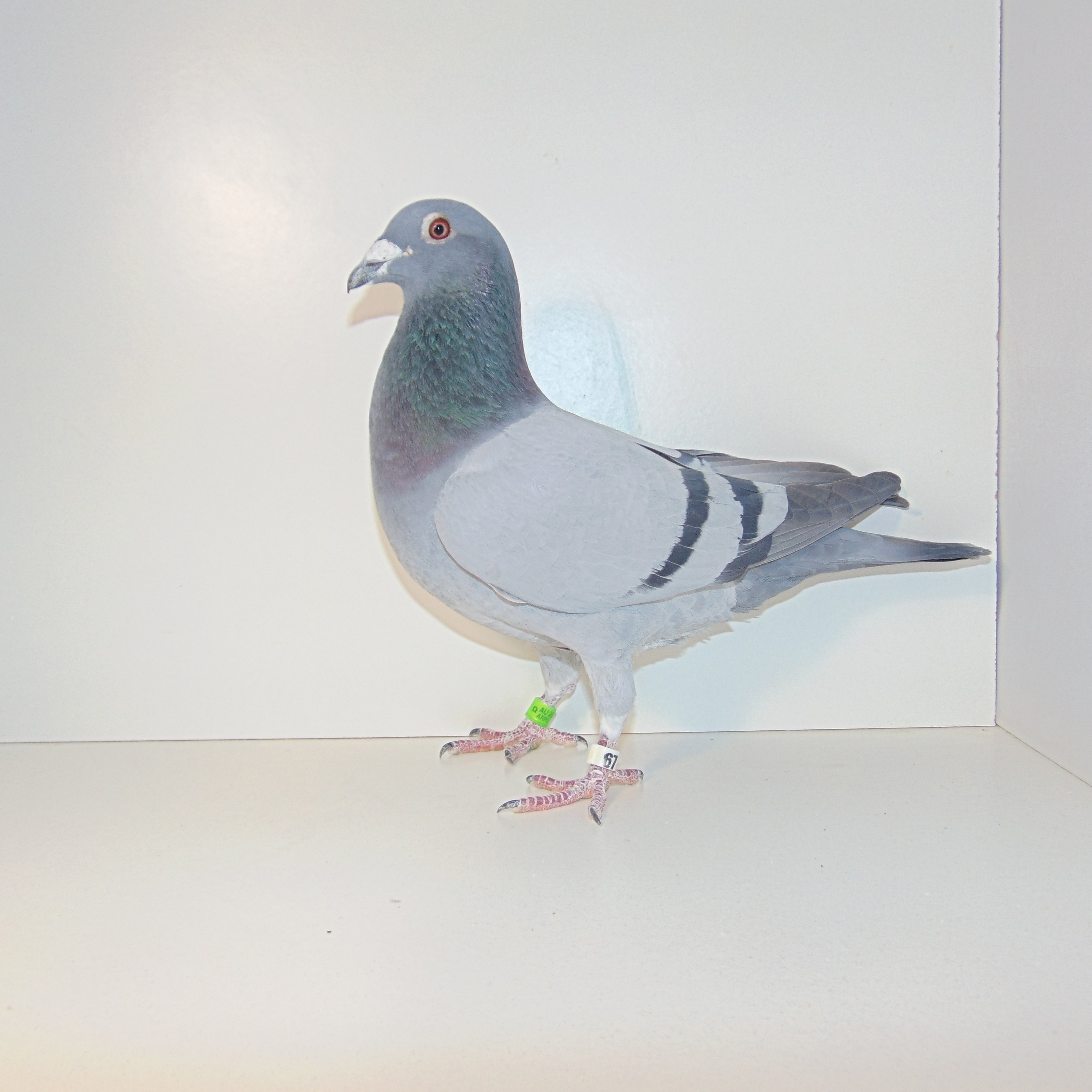 23 AU 71643 Gus Jo Jo