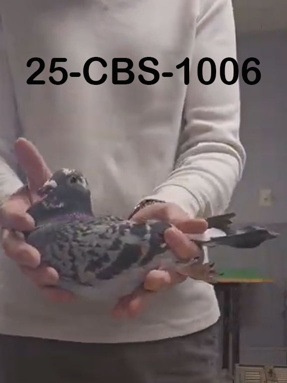 25-CBS-1006 Blue Check splash hen