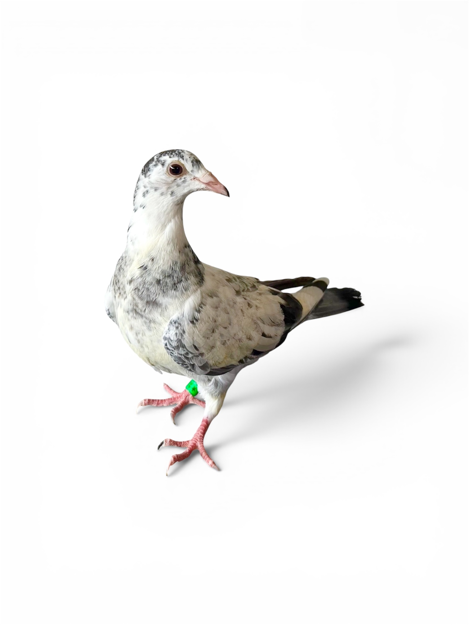 Inbred Harry/Birdy/GFL Doc Holiday/NoMercy