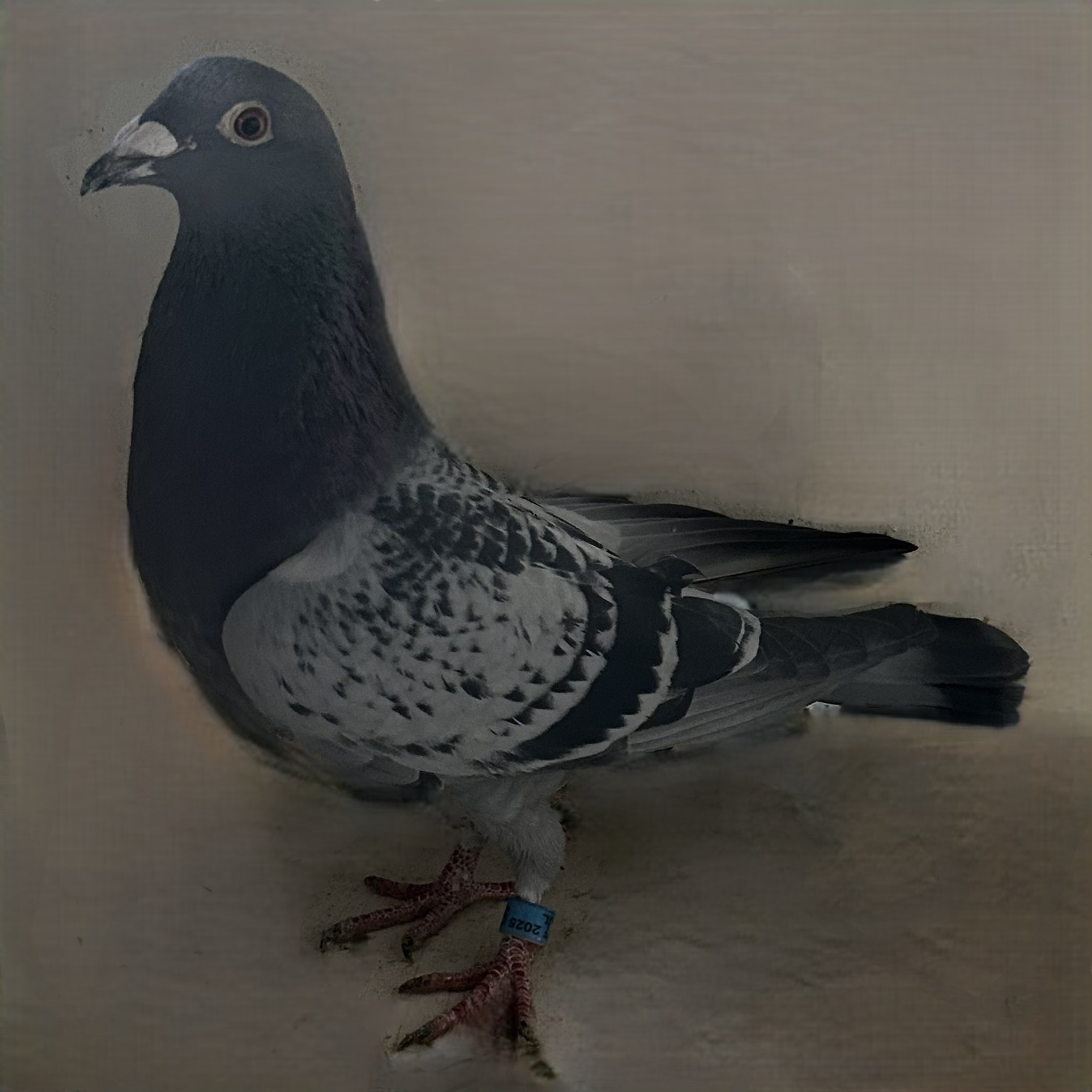 2025 Neil 56148 Inbreed "Best Kittel" "Dehondemonseau "BC Cock