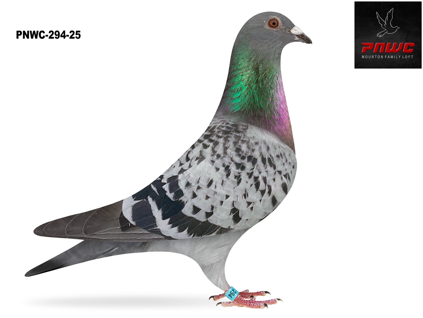 PNWC-294-25 BC COCK