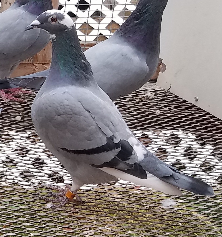 Preview Image 1