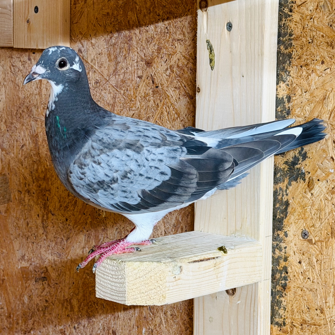 AU 26 BYRUM 636 Pencil Splash Hen