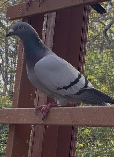 2025 inbred Thomas 6 and kittel