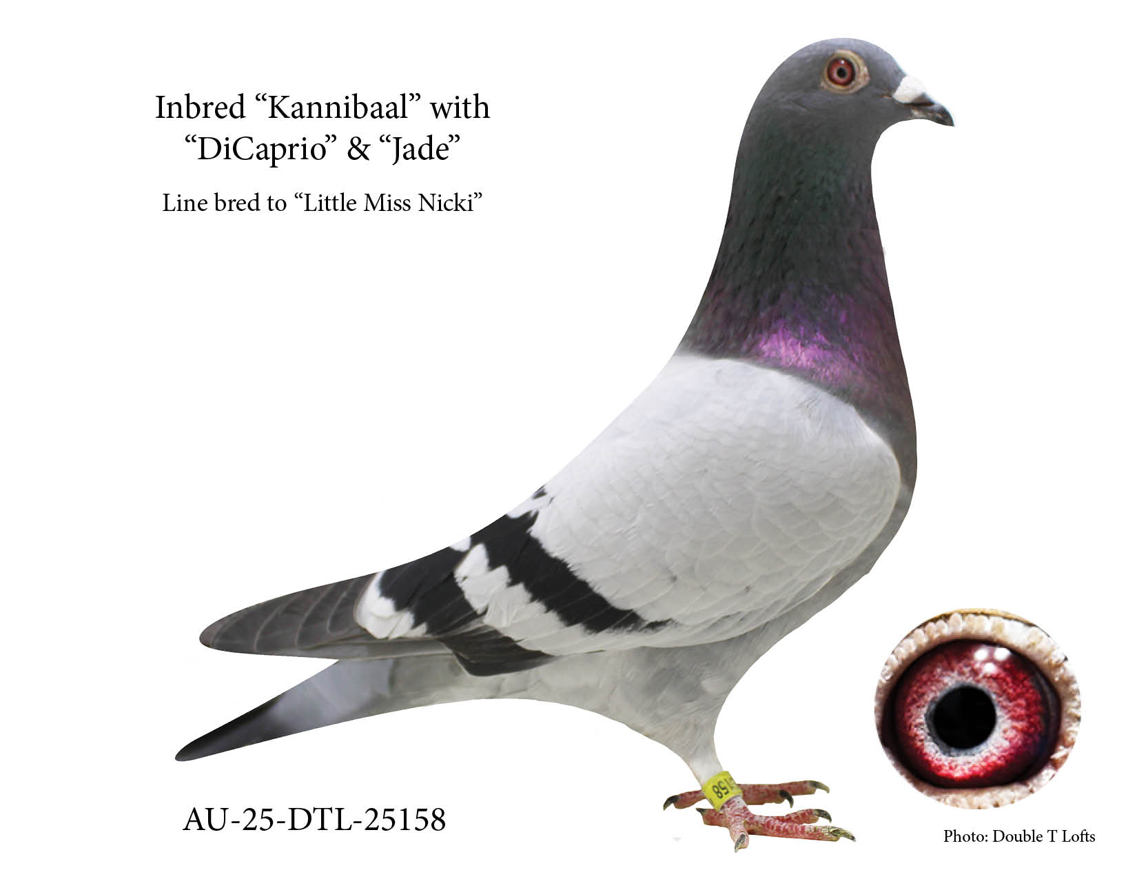 Highly Inbred "Kannibaal" with "DiCaprio"