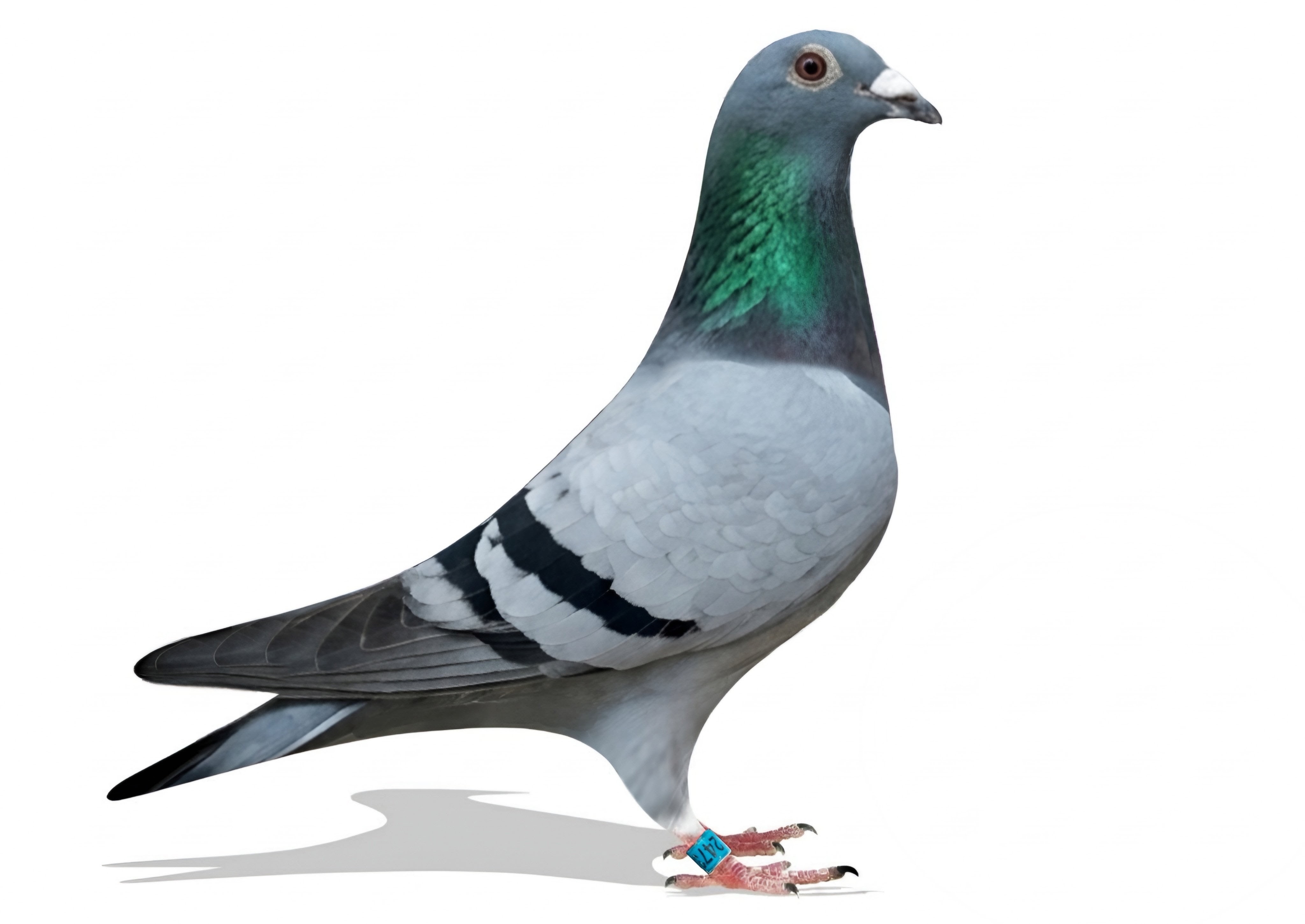 Hical aka Pigeon World  2025 SD2473  John Timmerman
