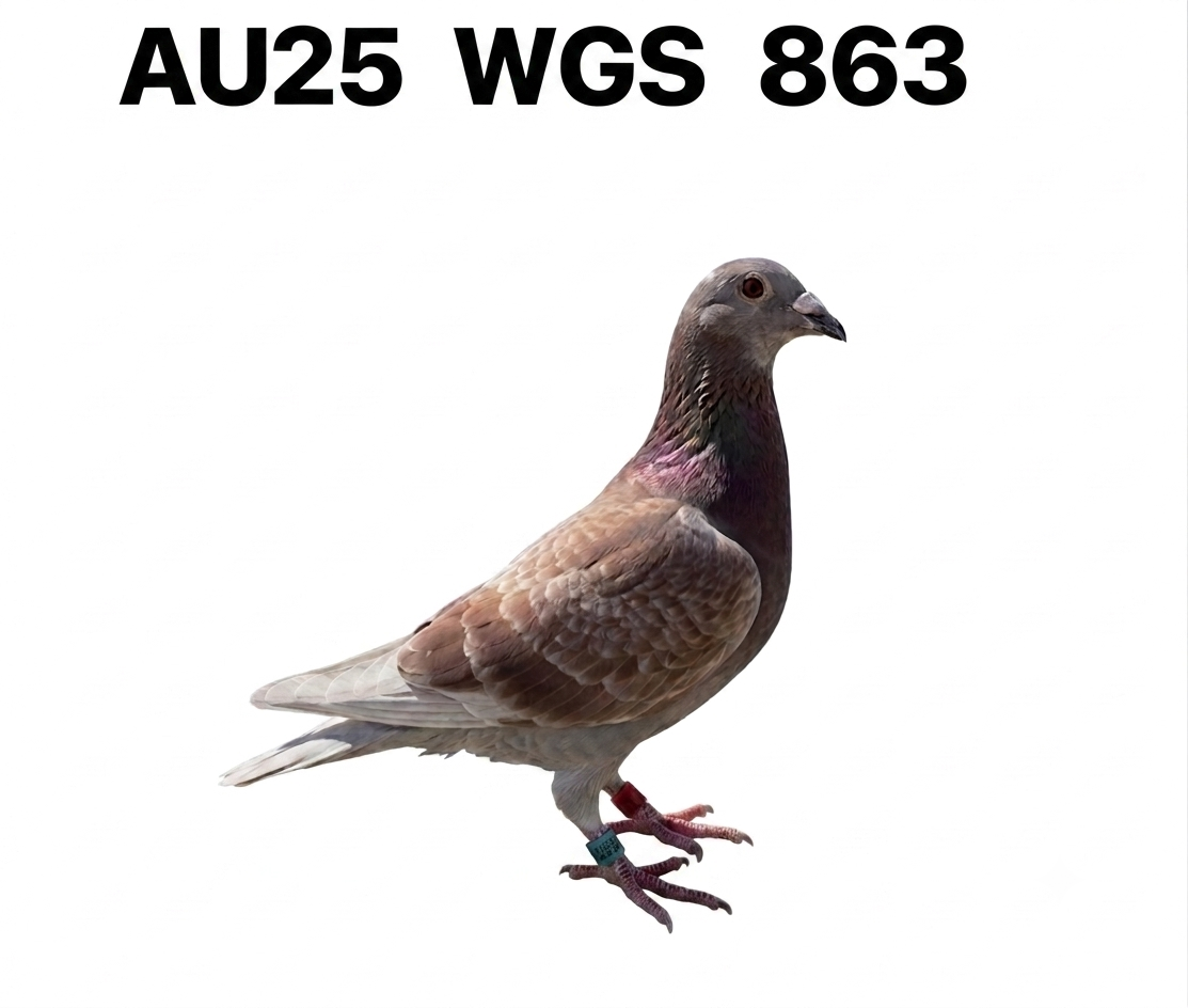 AU 2025 WGS 863 RC C