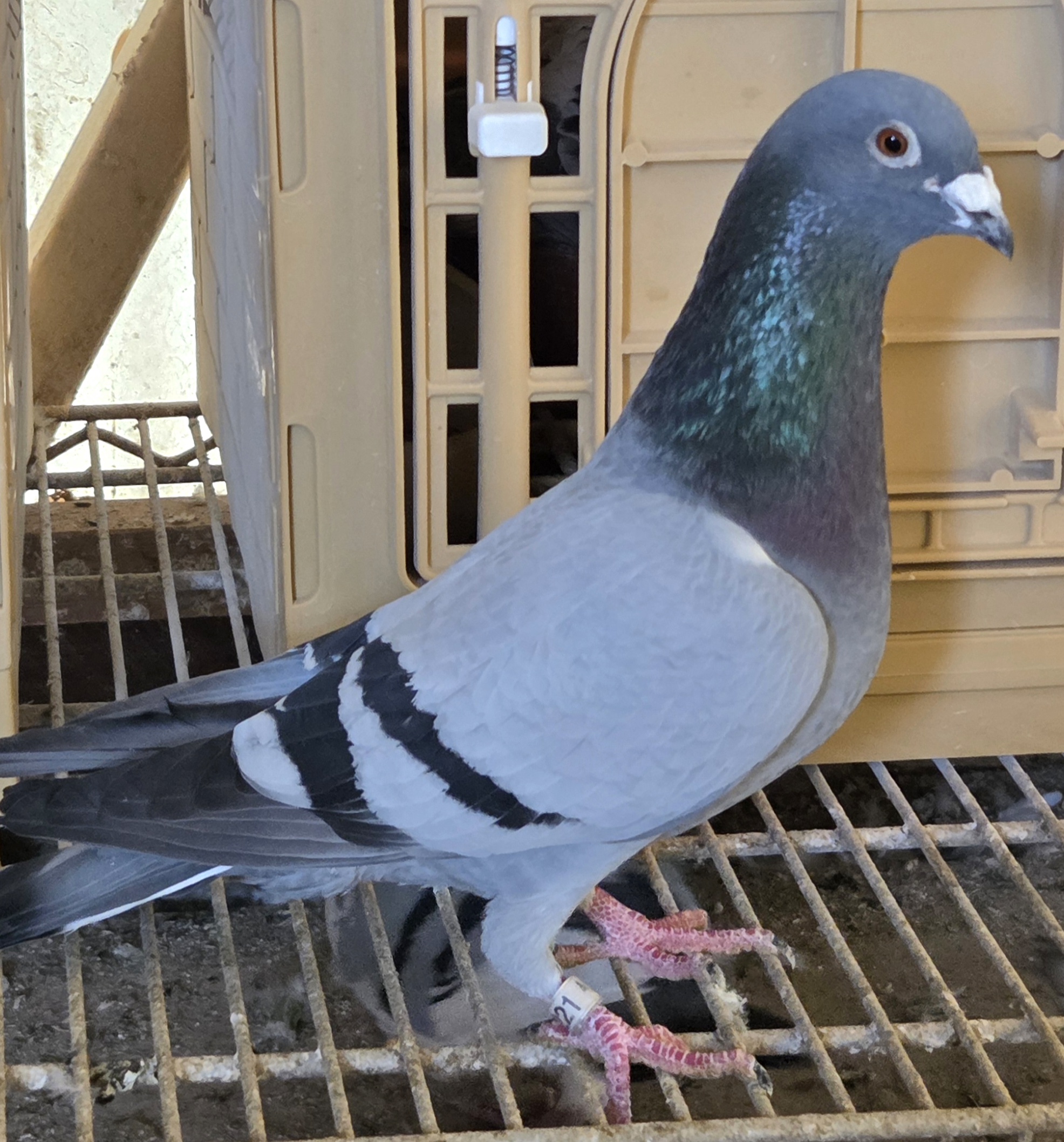 AU25-PRIX-221: Blue Bar young bird off outstanding IMPORT parents; Beast & Belle. Handles