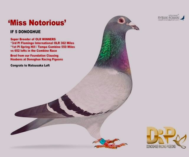 DIRECT OFF OUR DAVID CLAUSING FOUNDATION BLOOD WINNERS AT ALL DISTANCES 