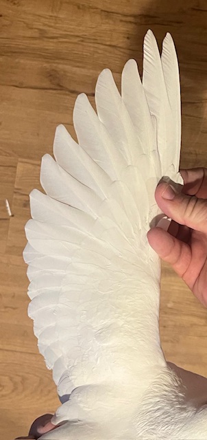 WHITE COCK OFF DIRECT IMPORTS