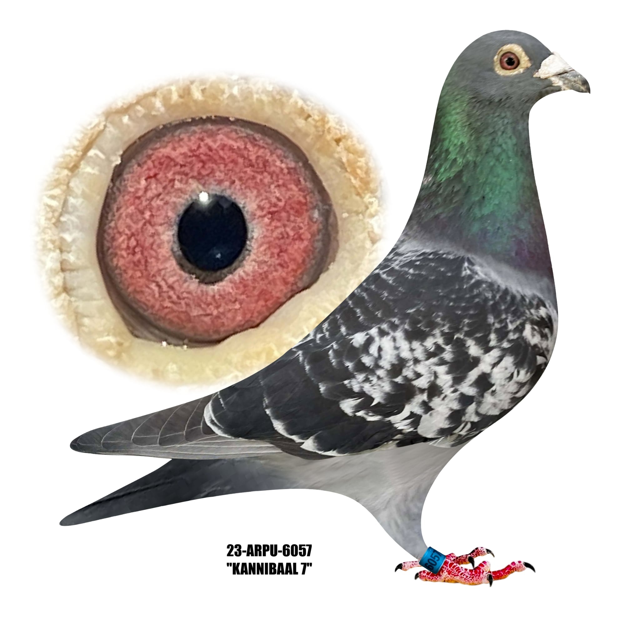 23-ARPU-6057 Blue Check.