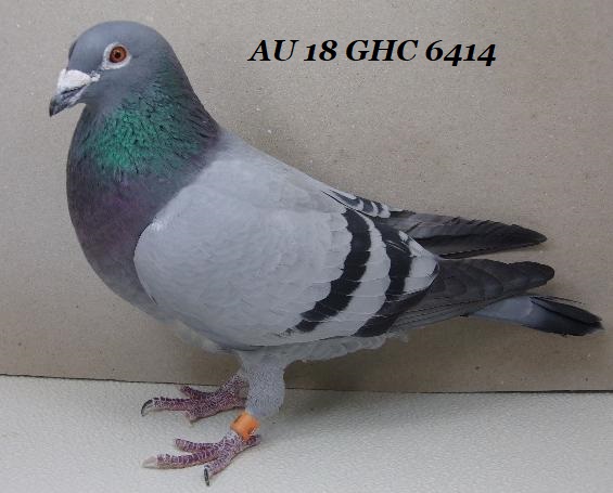 23BCWEAVER110 BLUE BAR HEN