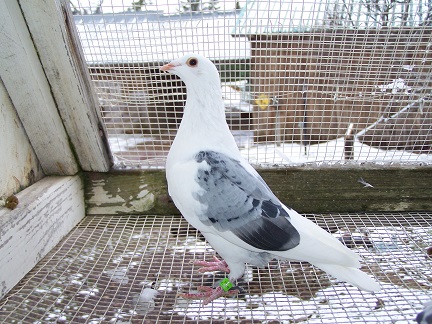 iPigeon.com - Racing Pigeon Auction